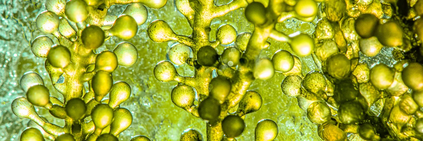 A macro view of green and gold microalgae cells, the raw material algae oil is grown from.